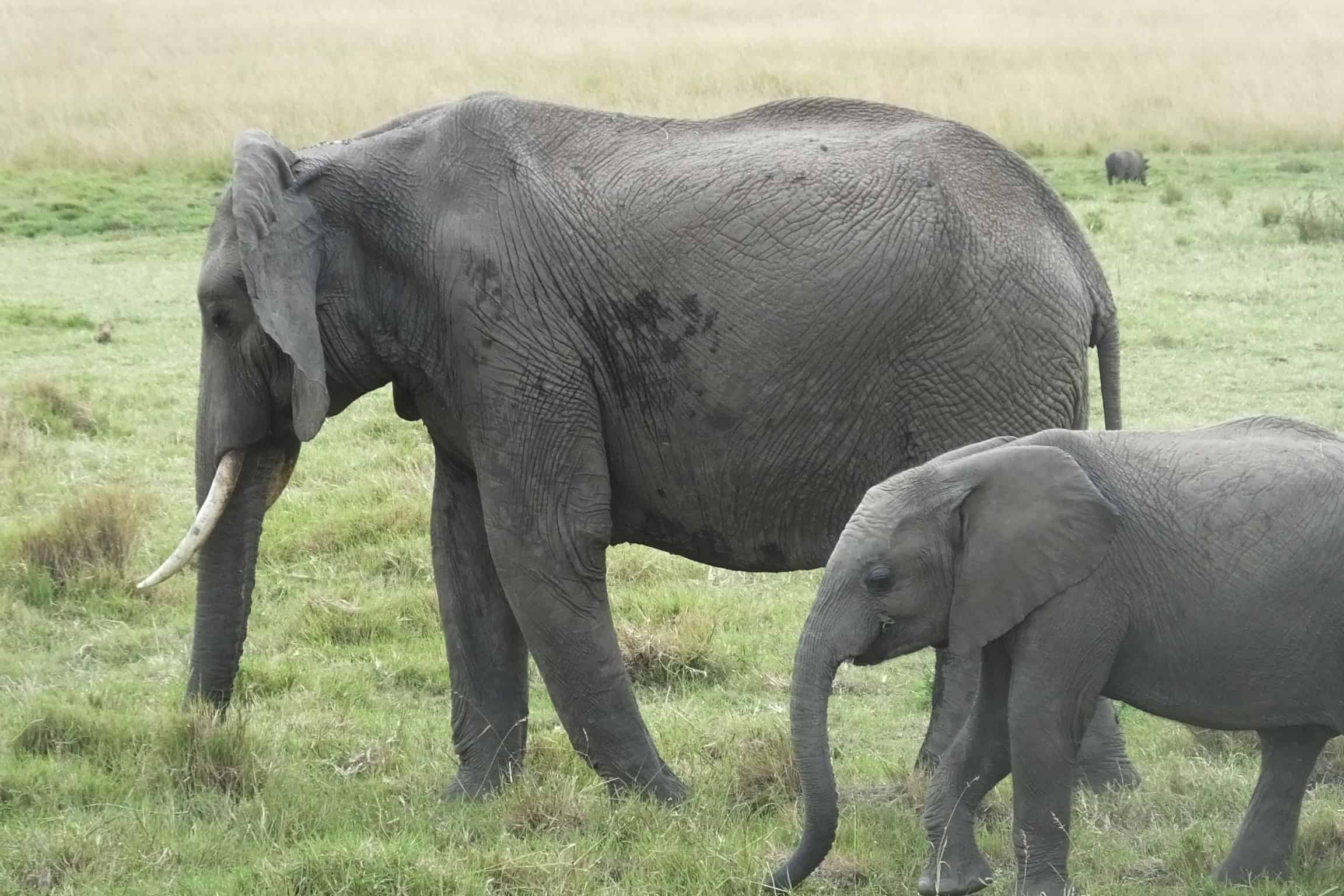 6-Day Wildebeest Migration Safari