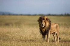 7-Day Big 5 Kenya Sopa Lodges Safari