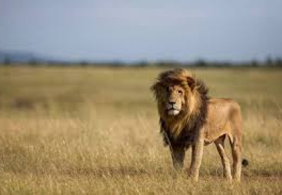 7-Day Big 5 Kenya Sopa Lodges Safari