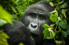 3 Days Uganda Gorilla Trekking from Kigali Rwanda