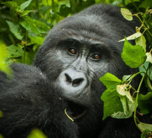 3 Days Uganda Gorilla Trekking from Kigali Rwanda
