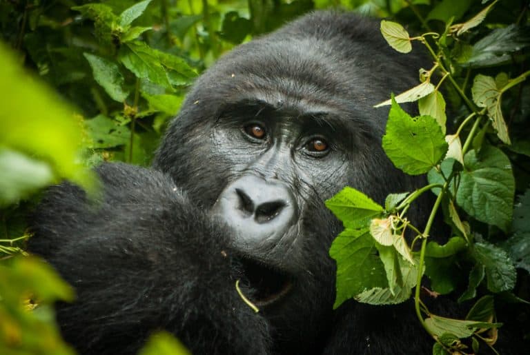3 Days Uganda Gorilla Trekking from Kigali Rwanda