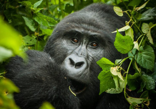 Bwindi Gorilla