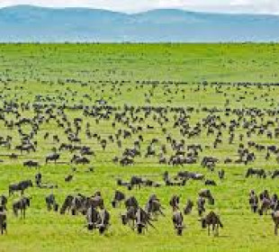 5-Day Serengeti & Ngorongoro Crater Safari
