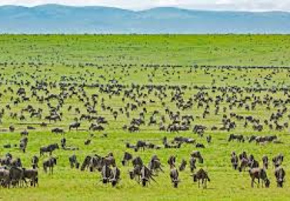 5-Day Serengeti & Ngorongoro Crater Safari