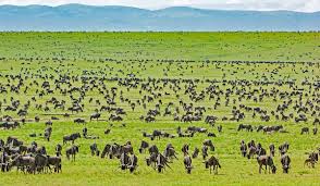 5-Day Serengeti & Ngorongoro Crater Safari