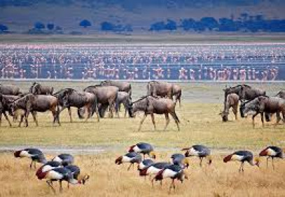 5-Day Northern Tanzania Safari