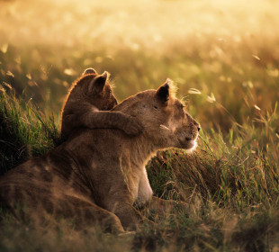 8 Days Tanzania Wildlife & Zanzibar Safari