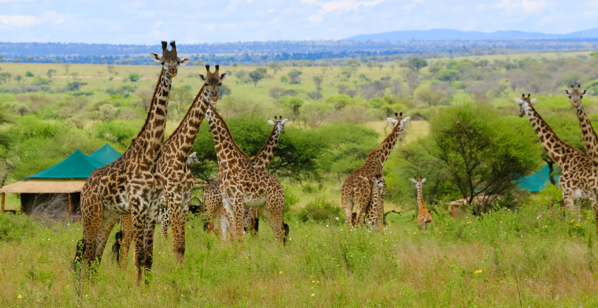 Serengeti Soundofnature Giraffe2