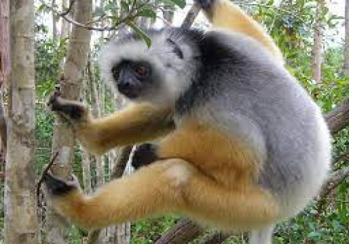 Sifaka