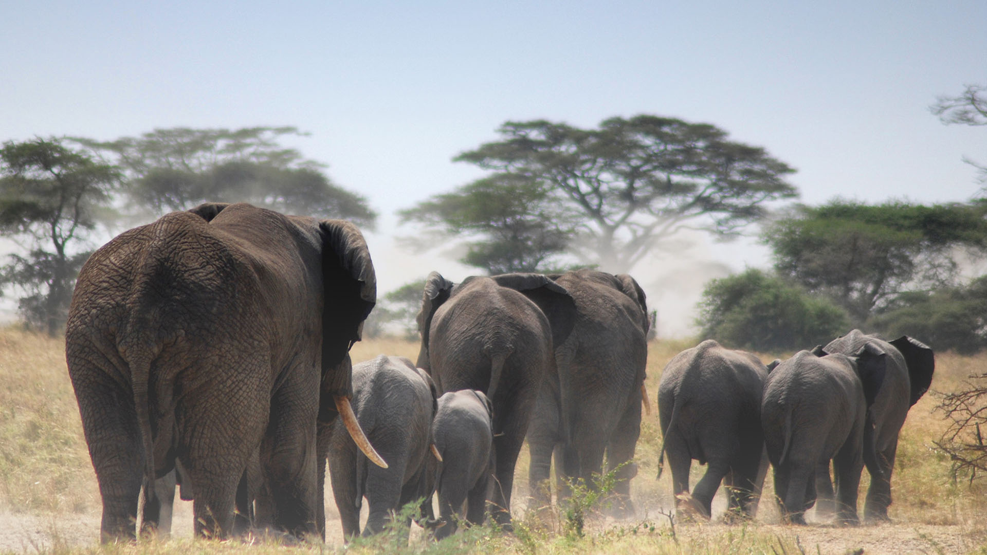 Tarangire National Park Tanzania National Parks Nasikia Camps Game Drives Tours Tanzania Safaris Africa Elephants