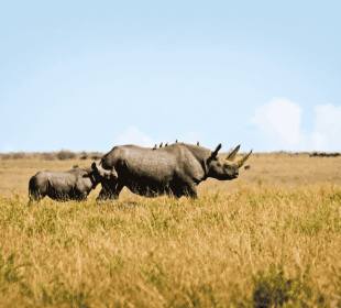 11-Day Kenya Samburu, Ol Pejeta, Nakuru, Maasai, Naivasha & Amboseli