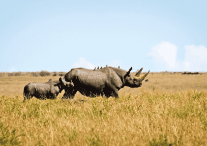 11-Day Kenya Samburu, Ol Pejeta, Nakuru, Maasai, Naivasha & Amboseli