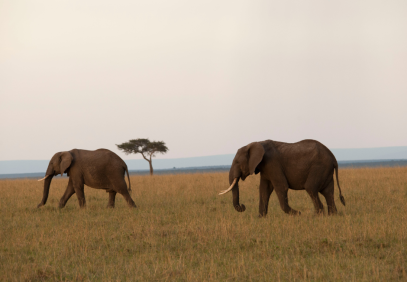 10 Days Wildlife and Beach Safari: From Savannah to Sea