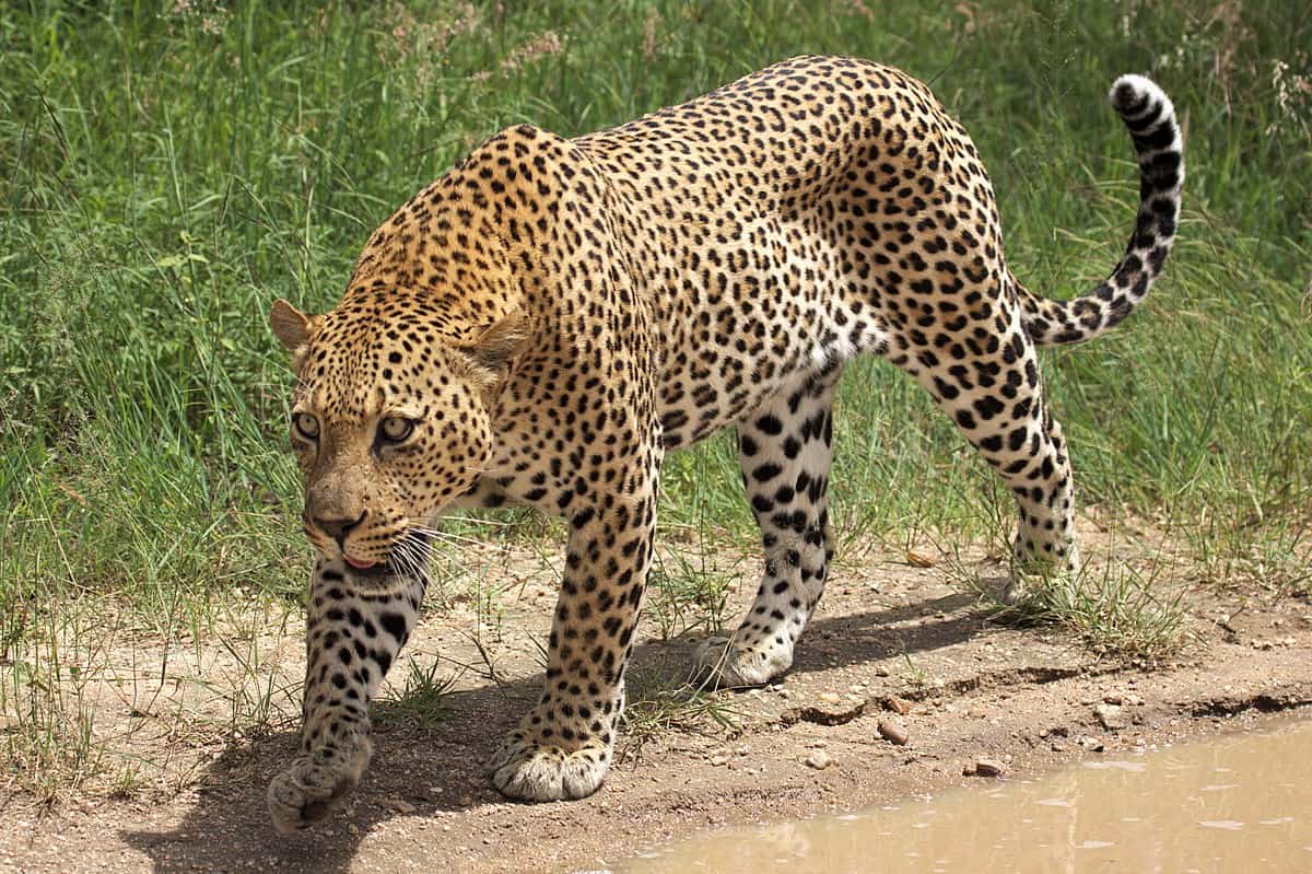 1200px African Leopard, Panthera Pardus Pardus, Near Lake Panic, Kruger National Park, South Africa (19448654130)