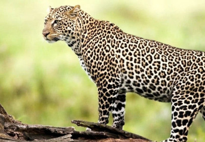3 Days Koshi Tappu Wildlife Reserve Safari