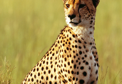 3 Days Masai Mara Safari