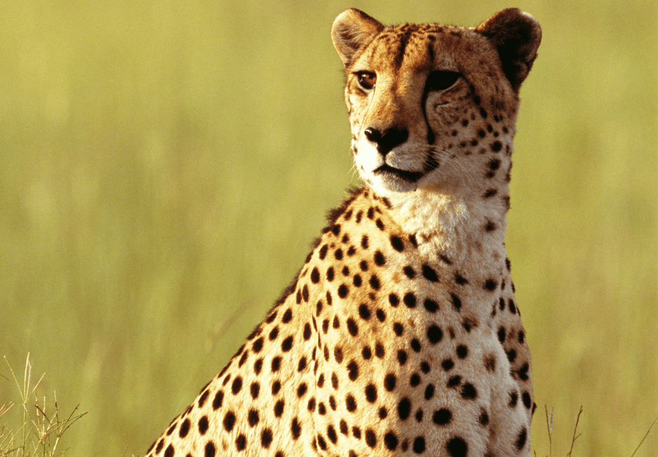 3 Days Masai Mara Safari