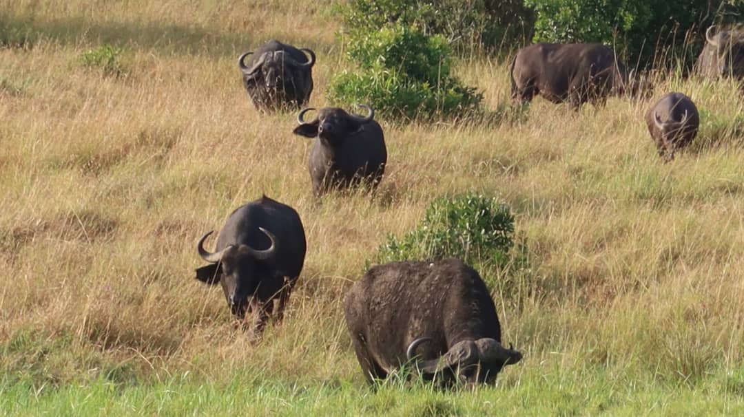 3-Day Amboseli Budget Shared Safari