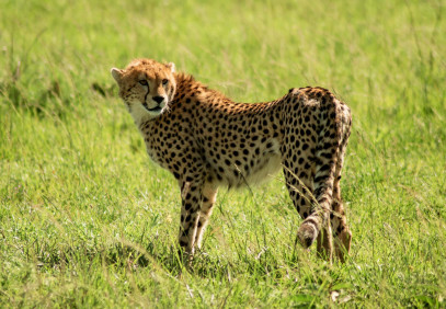 6-Day Tsavo Roaring Rocks Budget Safari