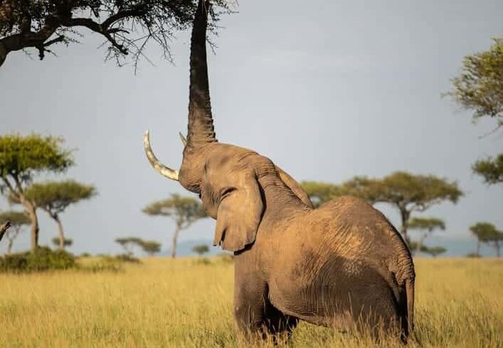 3-Day Maasai Mara Budget Shared Safari