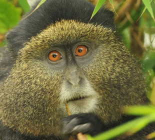 7-Day Rwanda Primates and Wildlife Safari