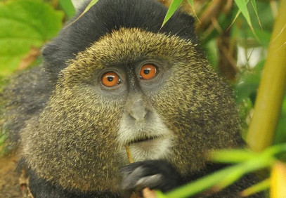 7-Day Rwanda Primates and Wildlife Safari