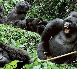 3-Day Uganda Gorilla Habituation Tour