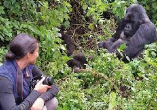 Gorilla Trekking