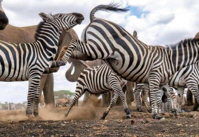 5-Day Big Five Safari: Essence of Tanzania