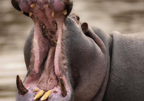 Hippos in Ngorongoro