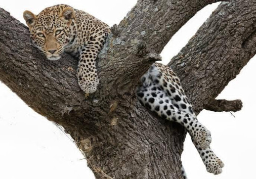 Leopard in Wildlife Safaris