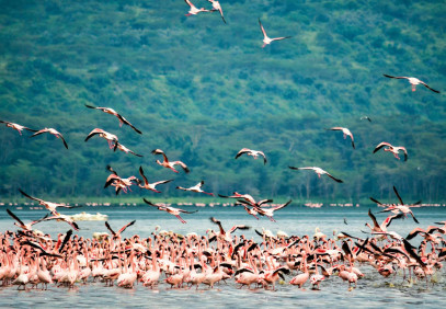 4-Day Adventure Wonders: Masai Mara and Lake Nakuru