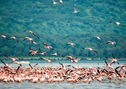 4-Day Adventure Wonders: Masai Mara and Lake Nakuru