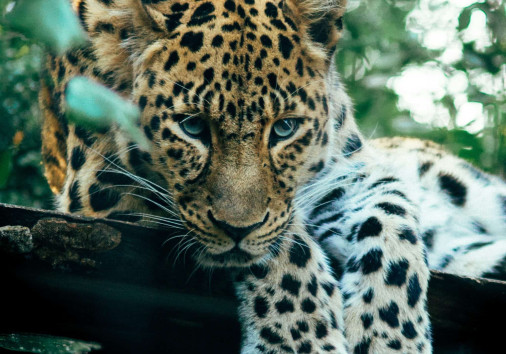 Leopard 2