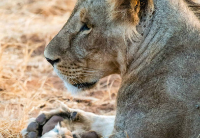 4-Day Wilderness Wonders: Masai Mara & Lake Nakuru