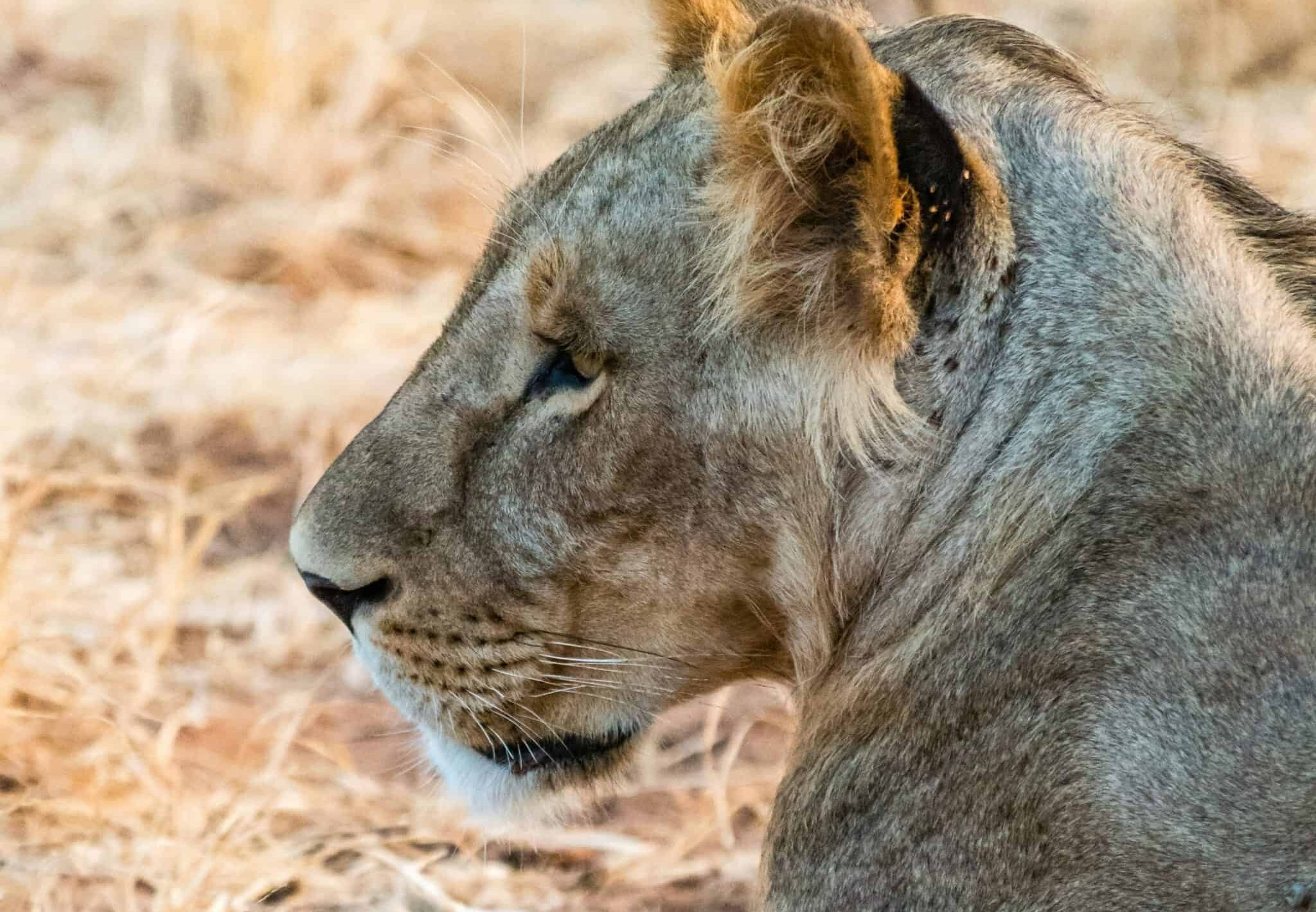 4-Day Wilderness Wonders: Masai Mara & Lake Nakuru