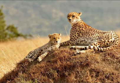 4-Day Lake Naivasha & Masai Mara Mid Range Tour