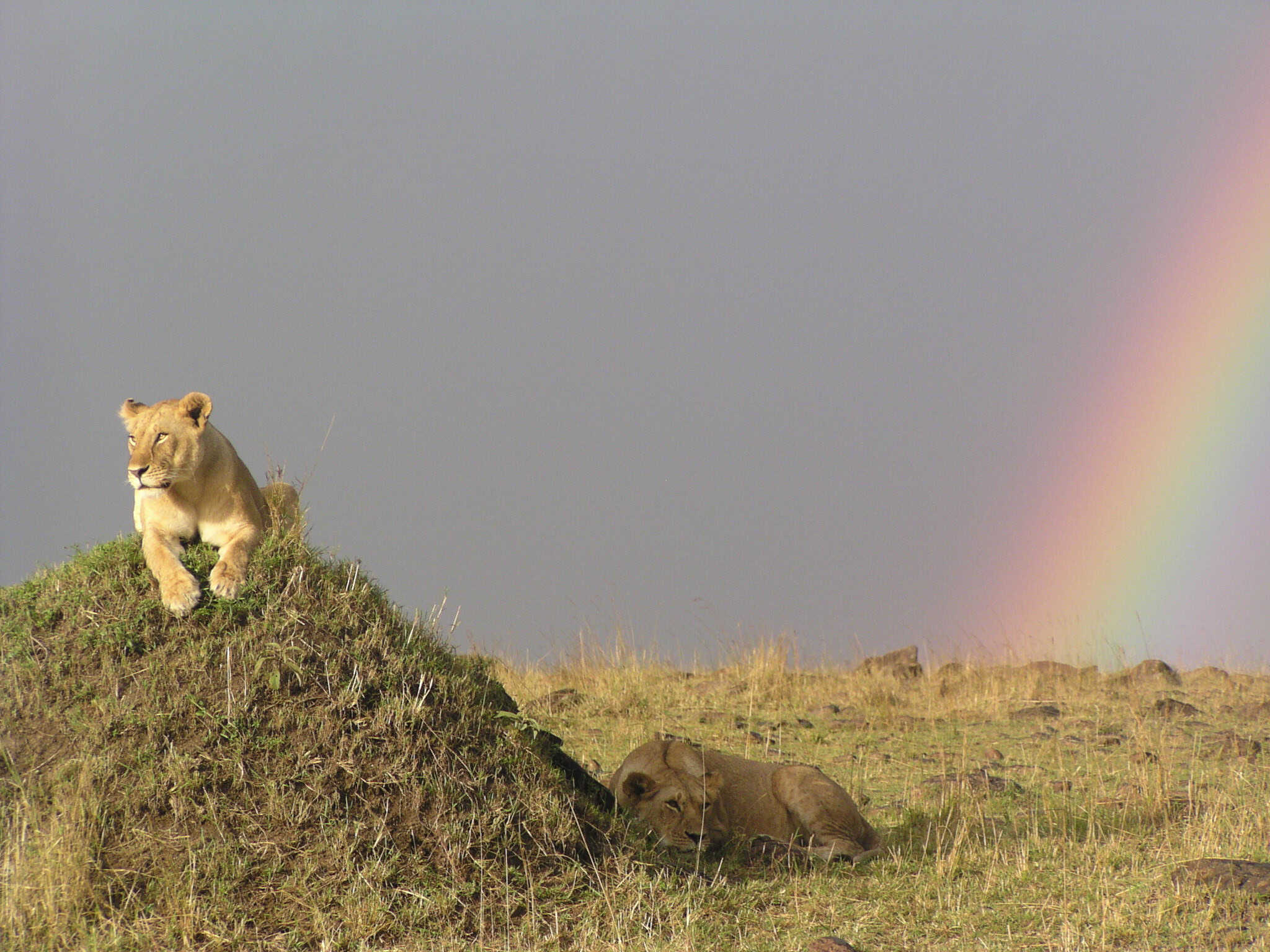 Olympus Digital Camera