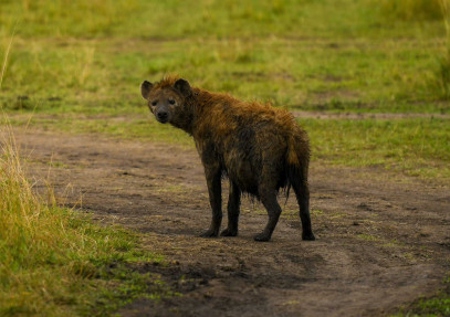 5 Days Kenya Wildlife Safari