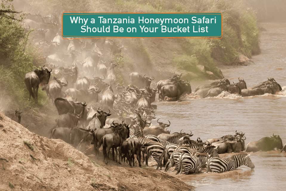 Why a Tanzania Honeymoon Safari Should Be on Your Bucket List