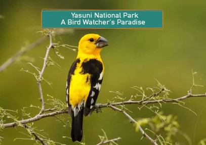 Yasuni National Park: A Bird Watcher’s Paradise 