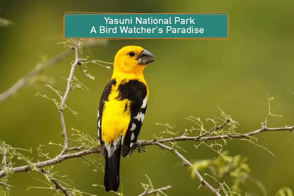 Yasuni National Park: A Bird Watcher’s Paradise