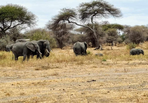 TARANGIRE NATIONAL PARK