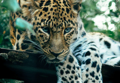 8-Day Masai Mara, Serengeti, Ngorongoro & Arusha Safari