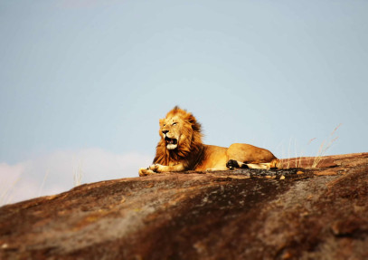 8 Day Splendid Masai, Serengeti, Ngorongoro & Arusha Safari
