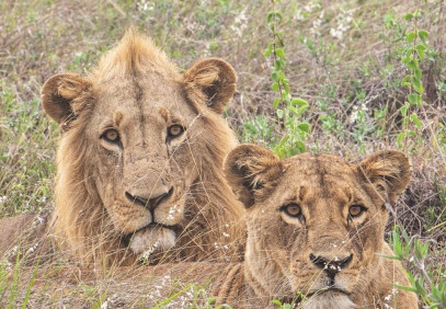 6 Days Amboseli, Lake Nakuru, Masai Mara Safari