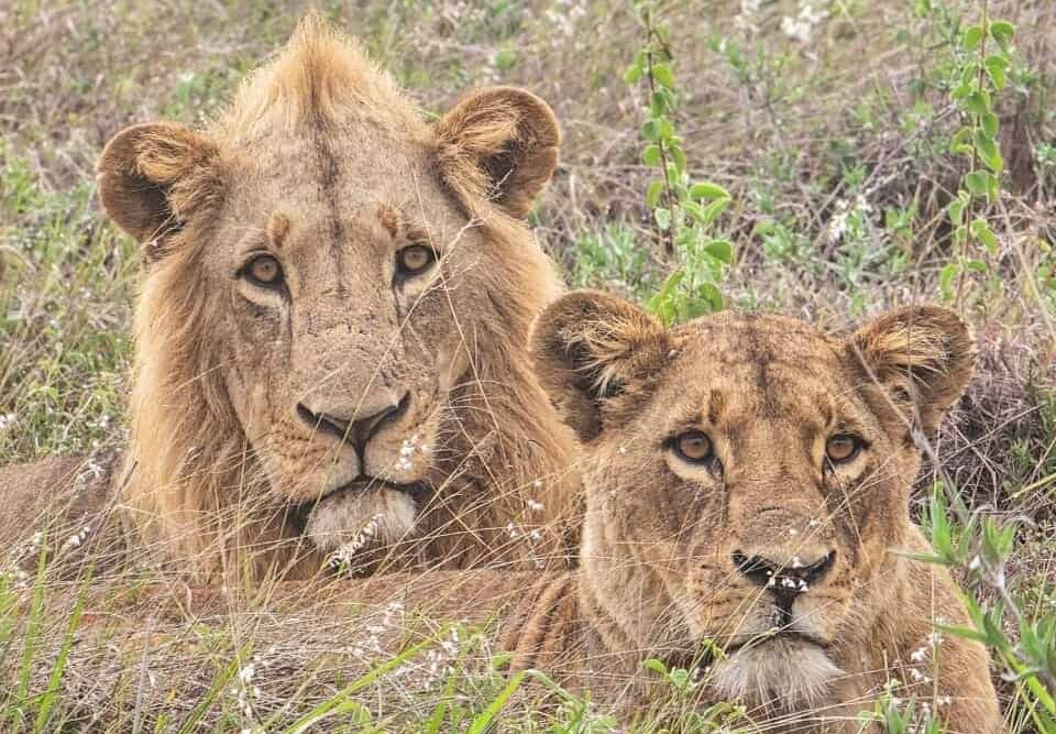 6 Days Amboseli, Lake Nakuru, Masai Mara Safari