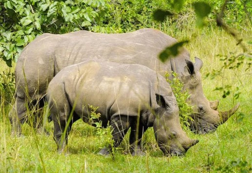 8-Day Uganda Primates and Big 5 Safari