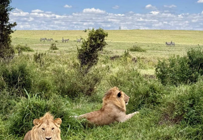 10-Day Experiencing Bright Kenya Wildlife Safari